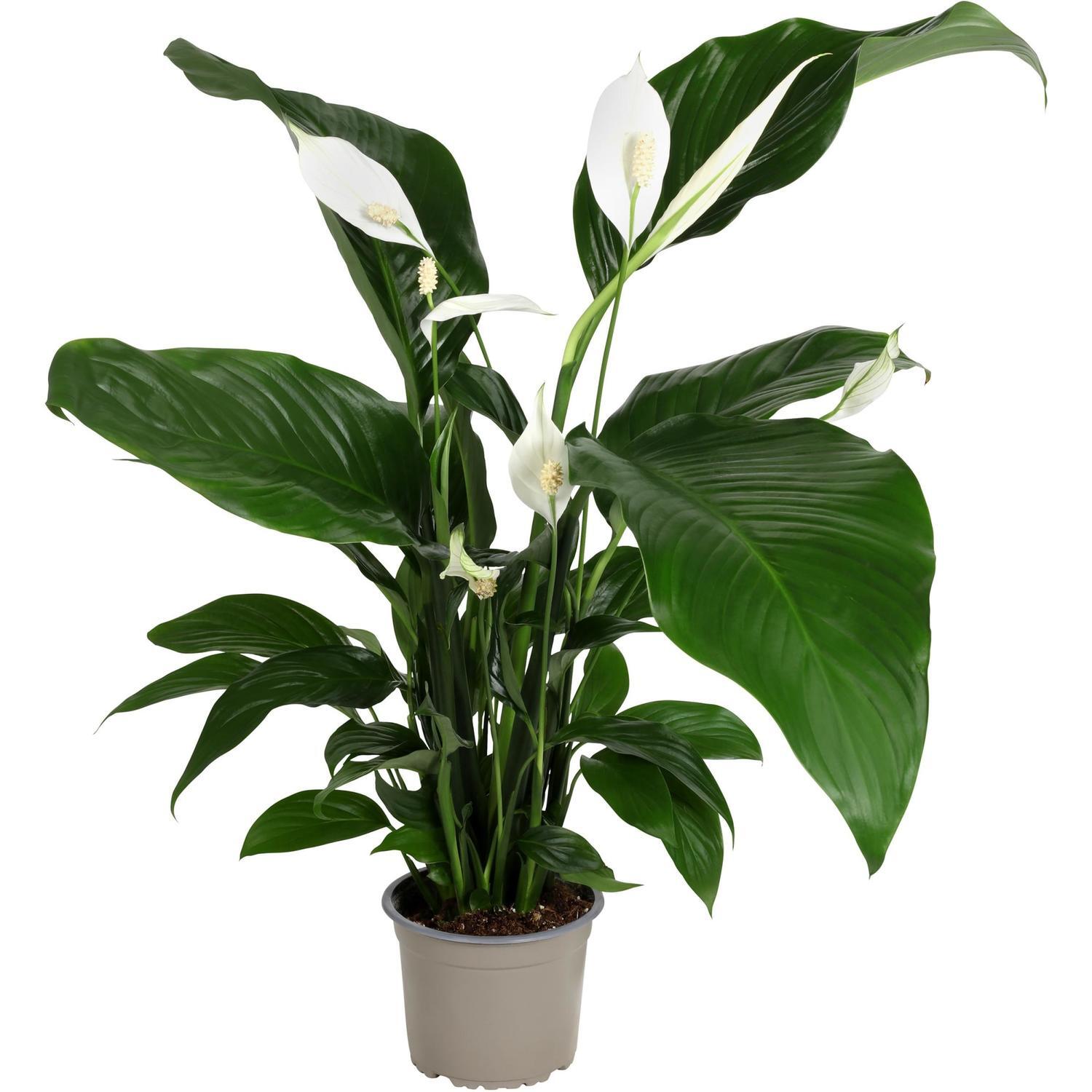 Spathiphyllum 'Peace Lily' Viviana 14cm