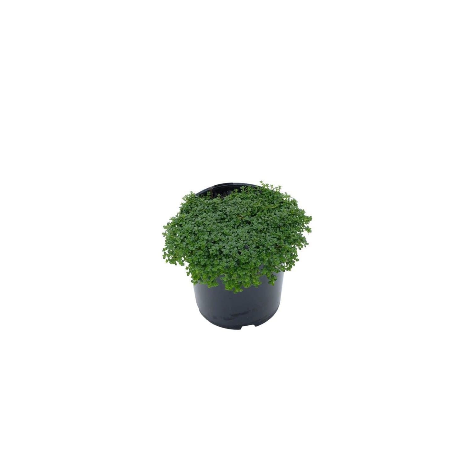 Thymus Emerald Carpet