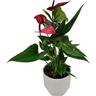 Anthurium Anouk in Geometric Ceramic Pot
