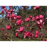 Magnolia Vulcan