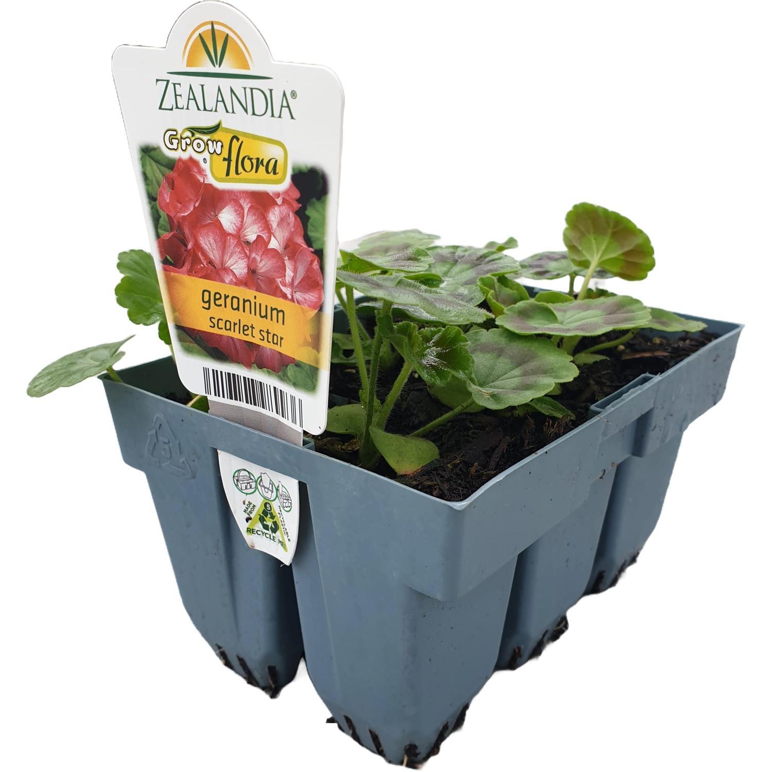 Geranium Scarlet Star punnet