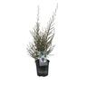 Leptospermum Snow Flurry