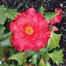 Camellia Japonica Holly Bright