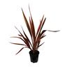 Phormium Firebird