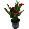 Zantedeschia