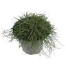 Casuarina Cousin It PVR