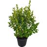 Griselinia Broadway Mint 30 litre