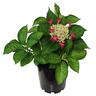 Hydrangea Red Start