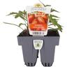 Tomato Roma Acid Free