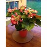 Hydrangea Strawberry and Cream