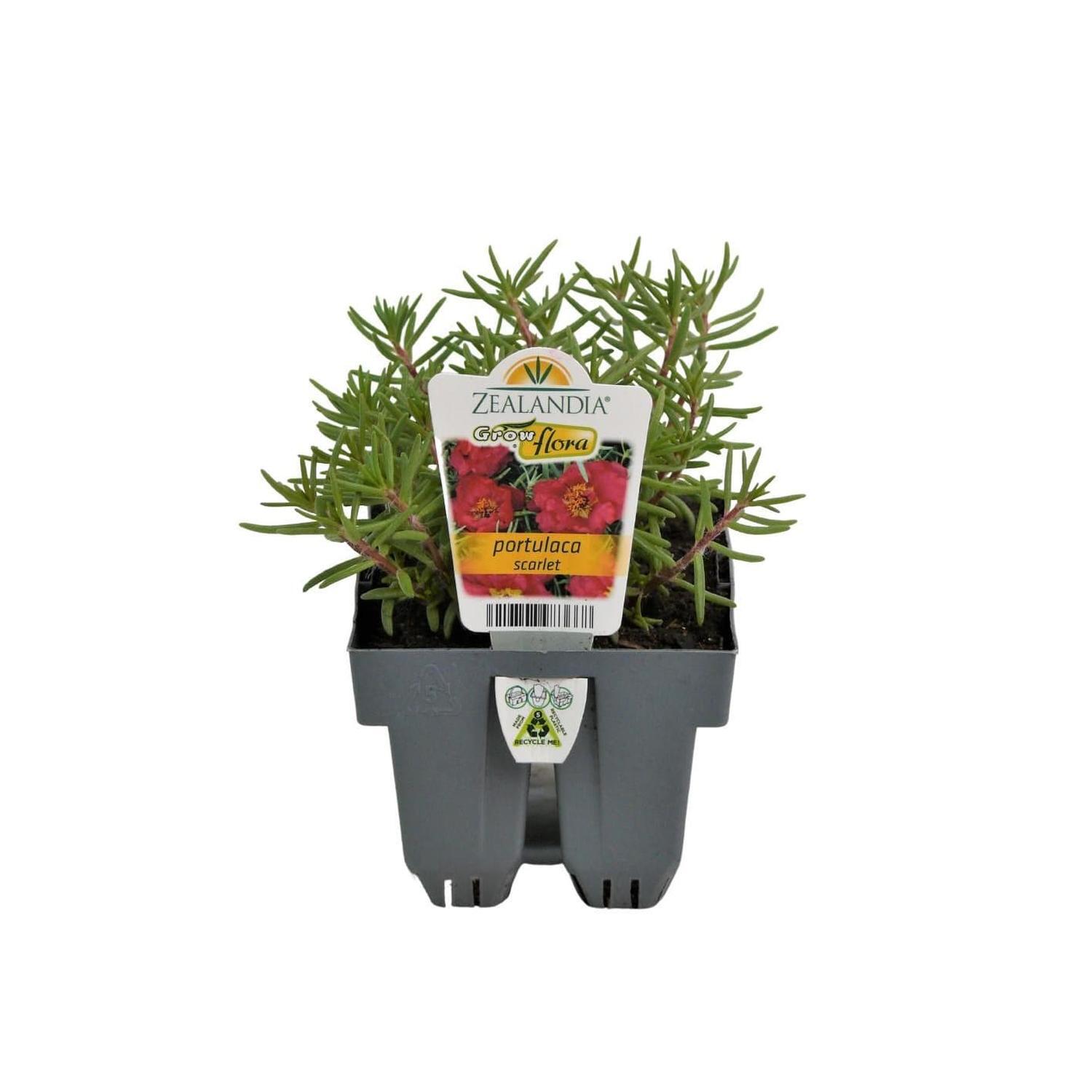 Portulaca