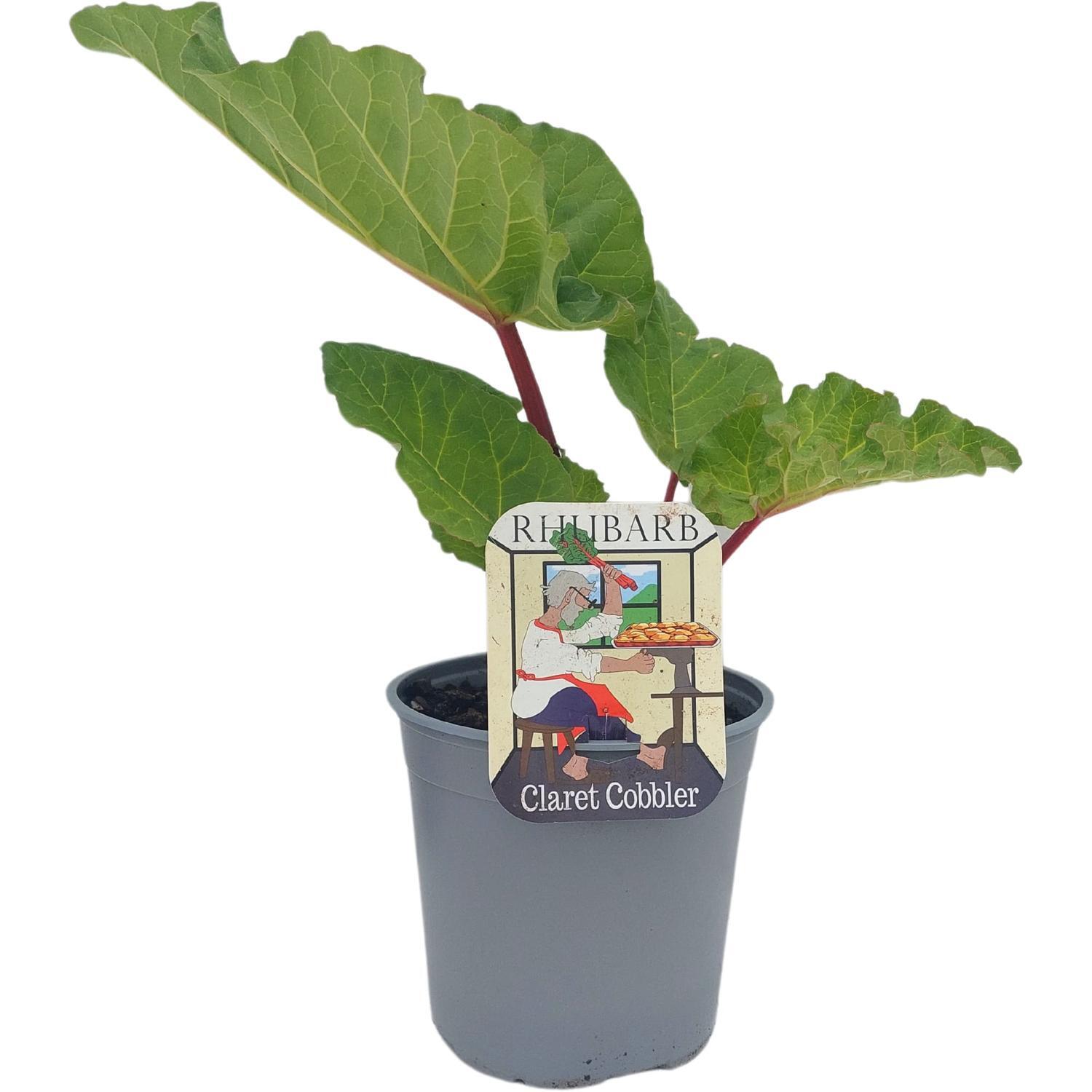 Rhubarb Claret Cobbler