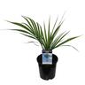 Rhopalostylis Sapida 2.5L