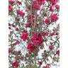 Leptospermum Wiri Joan