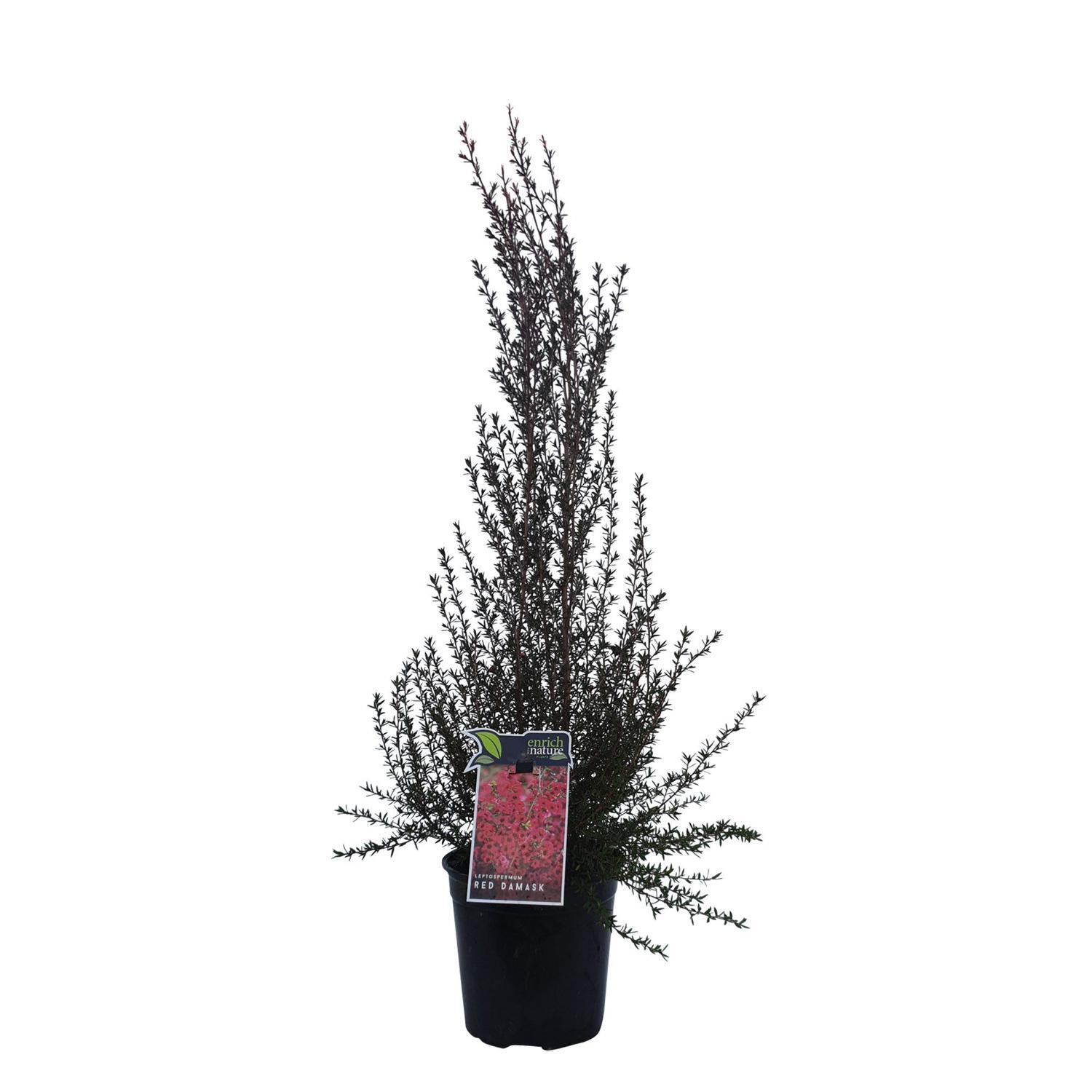Leptospermum Red Damask