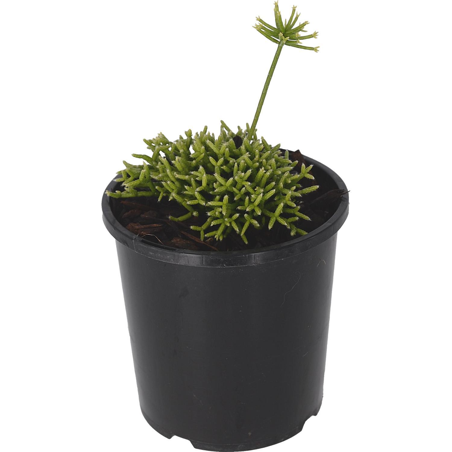 Rhipsalis Cerescula