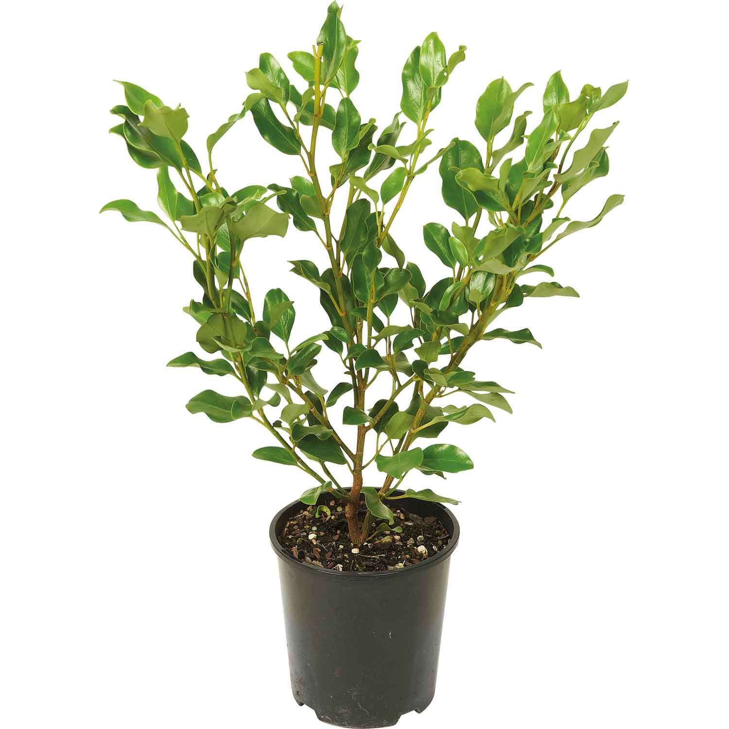 Griselinia Broadway Mint