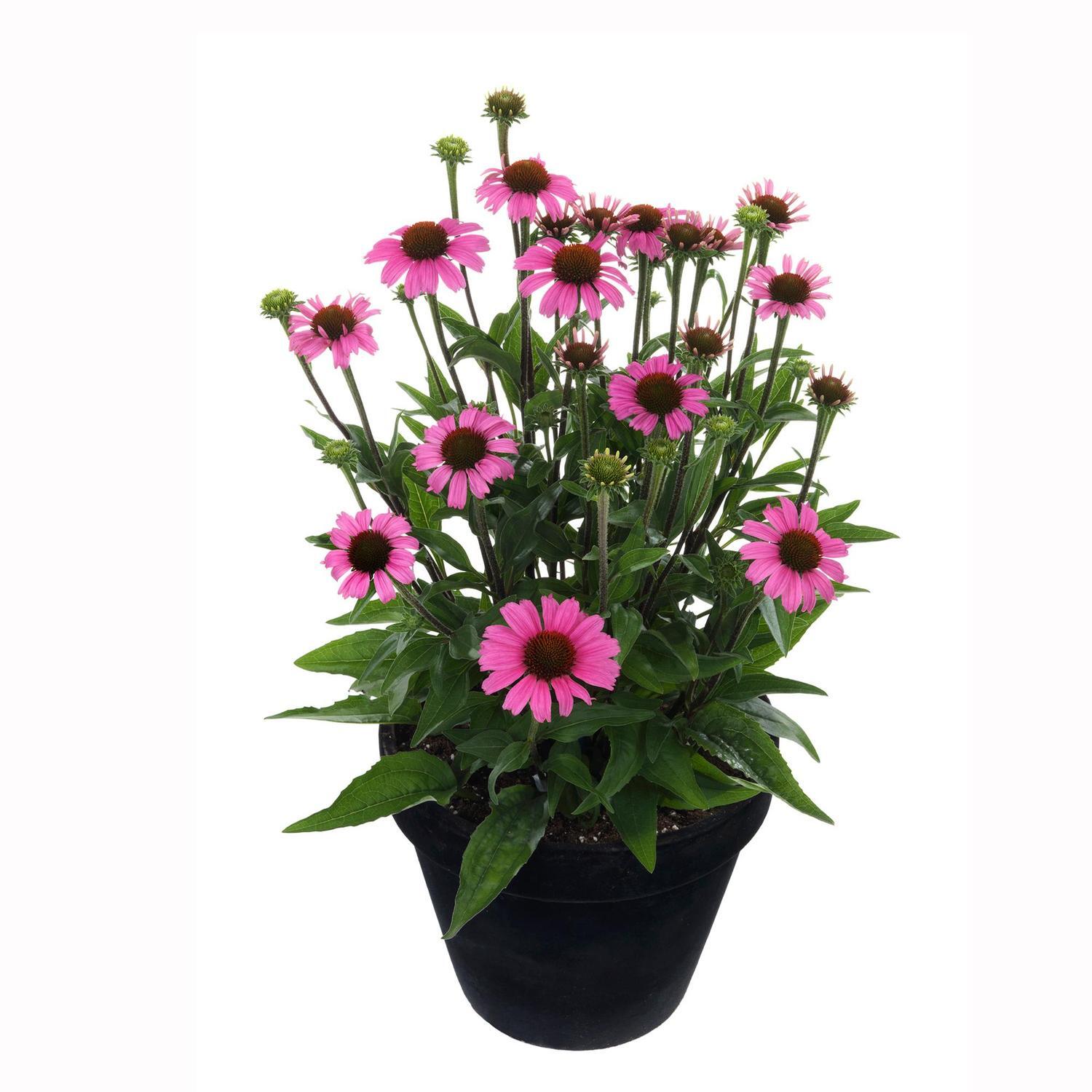 Echinacea Moodz Cosy