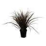 Phormium Jack Spratt