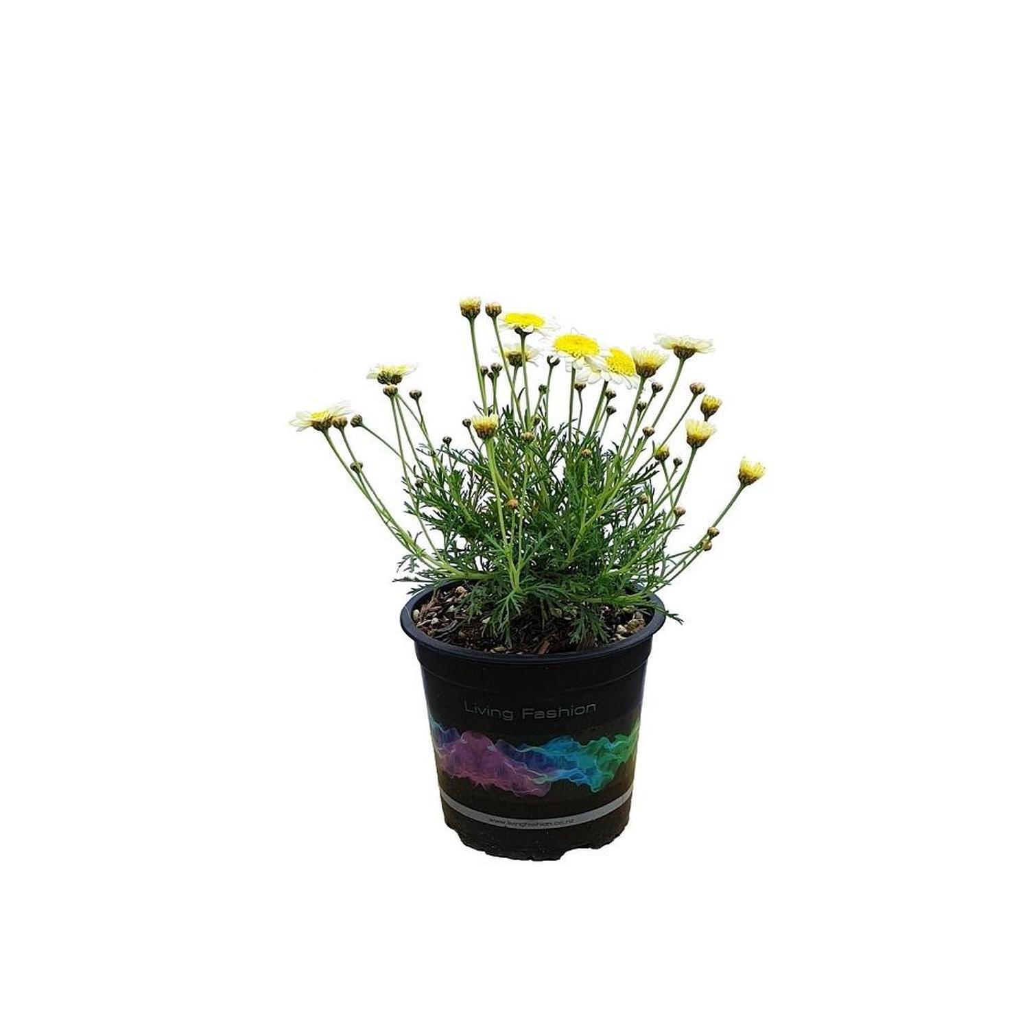 Federation Daisy Honeycomb
