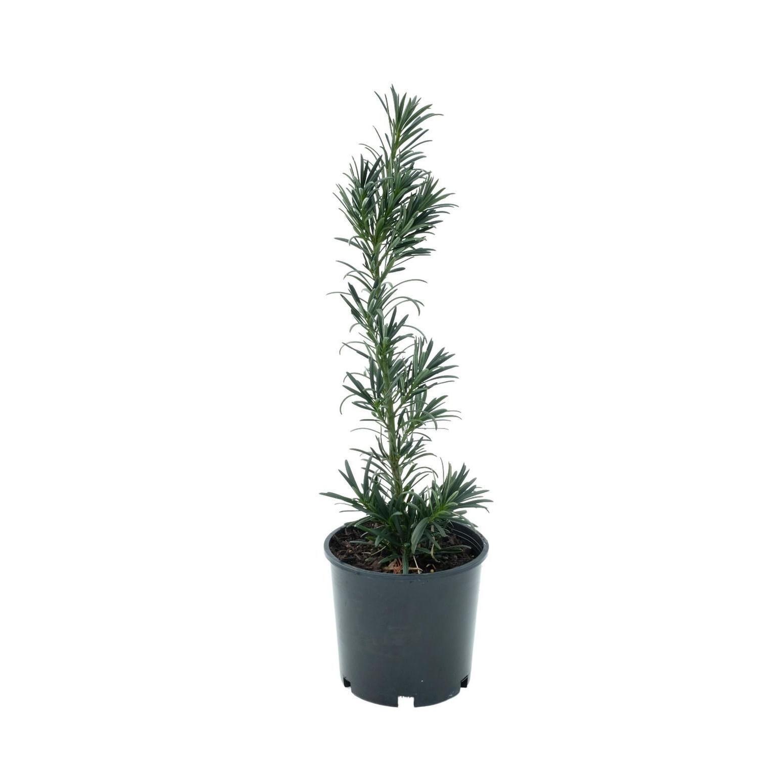 Podocarpus Maki