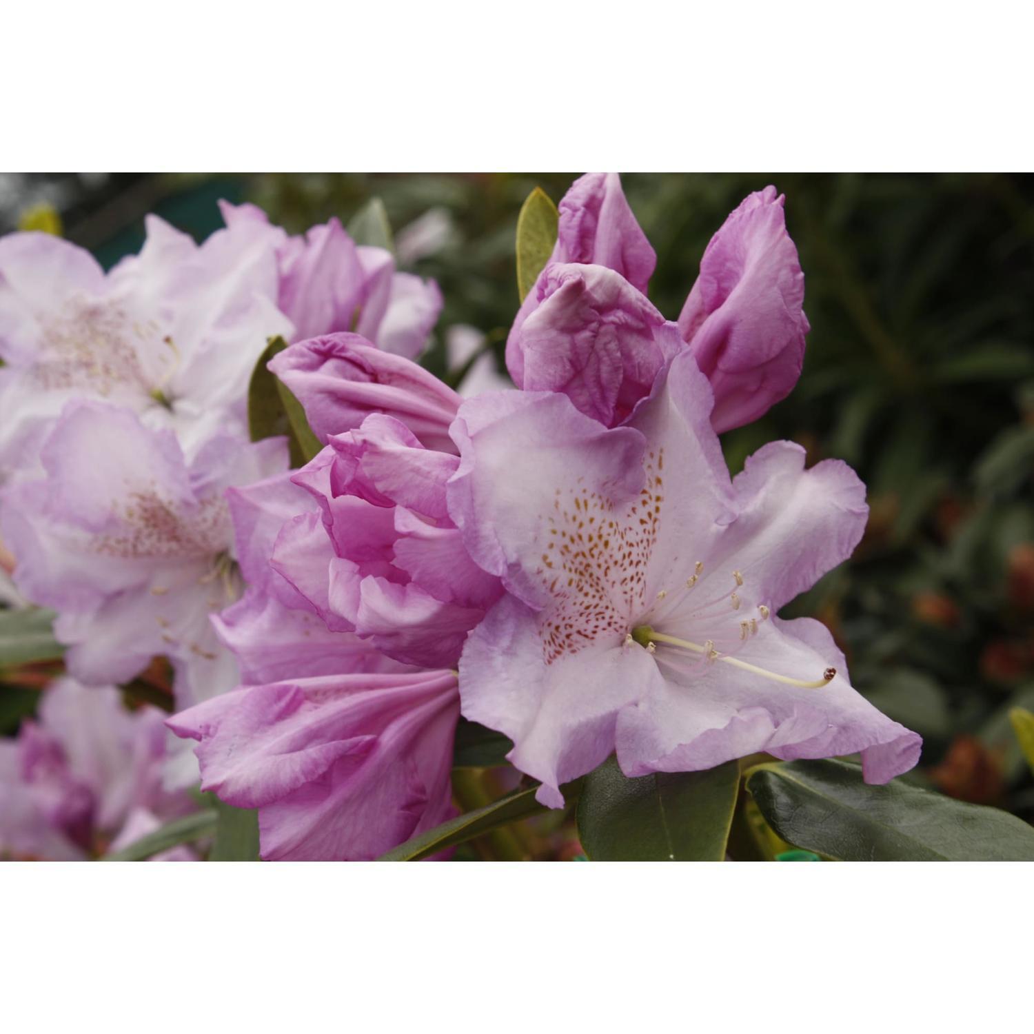 Rhododendron Blue River