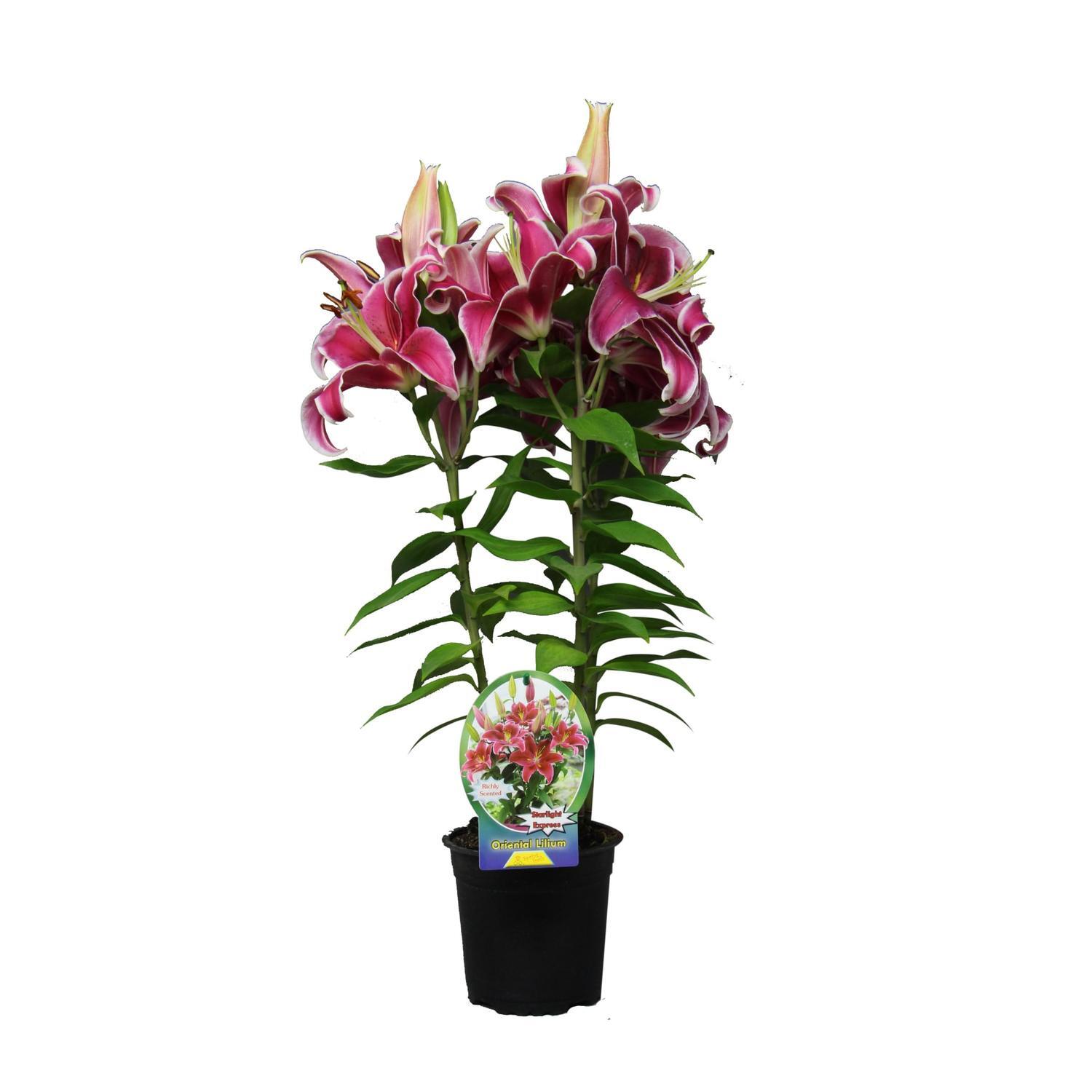 Lily Oriental Starlight Express