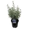 Teucrium Silver Babe