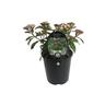 Viburnum Eve Price 1.9 litre