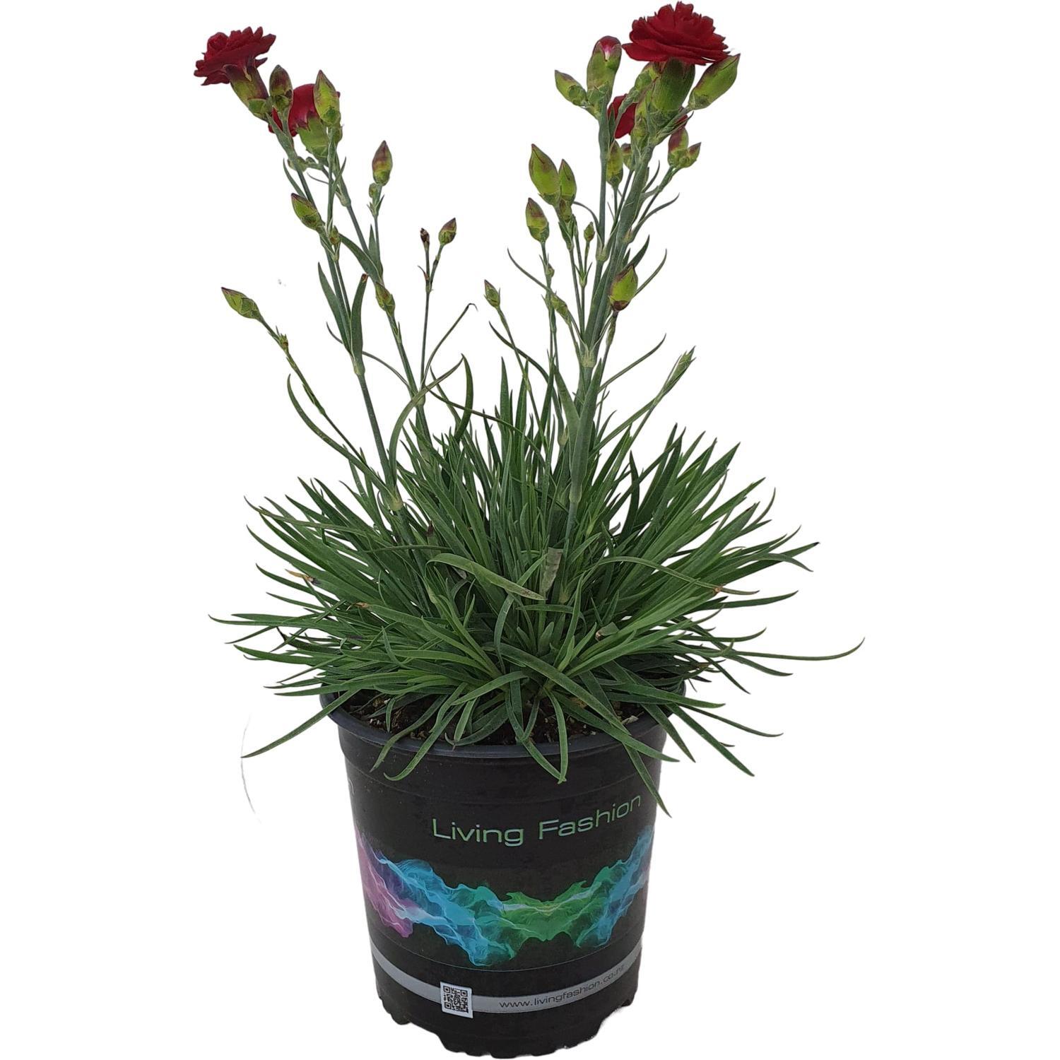 Dianthus Passion