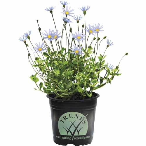 Felicia Santa Anita