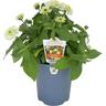 Blockman Face Indoor Ceramic Pot