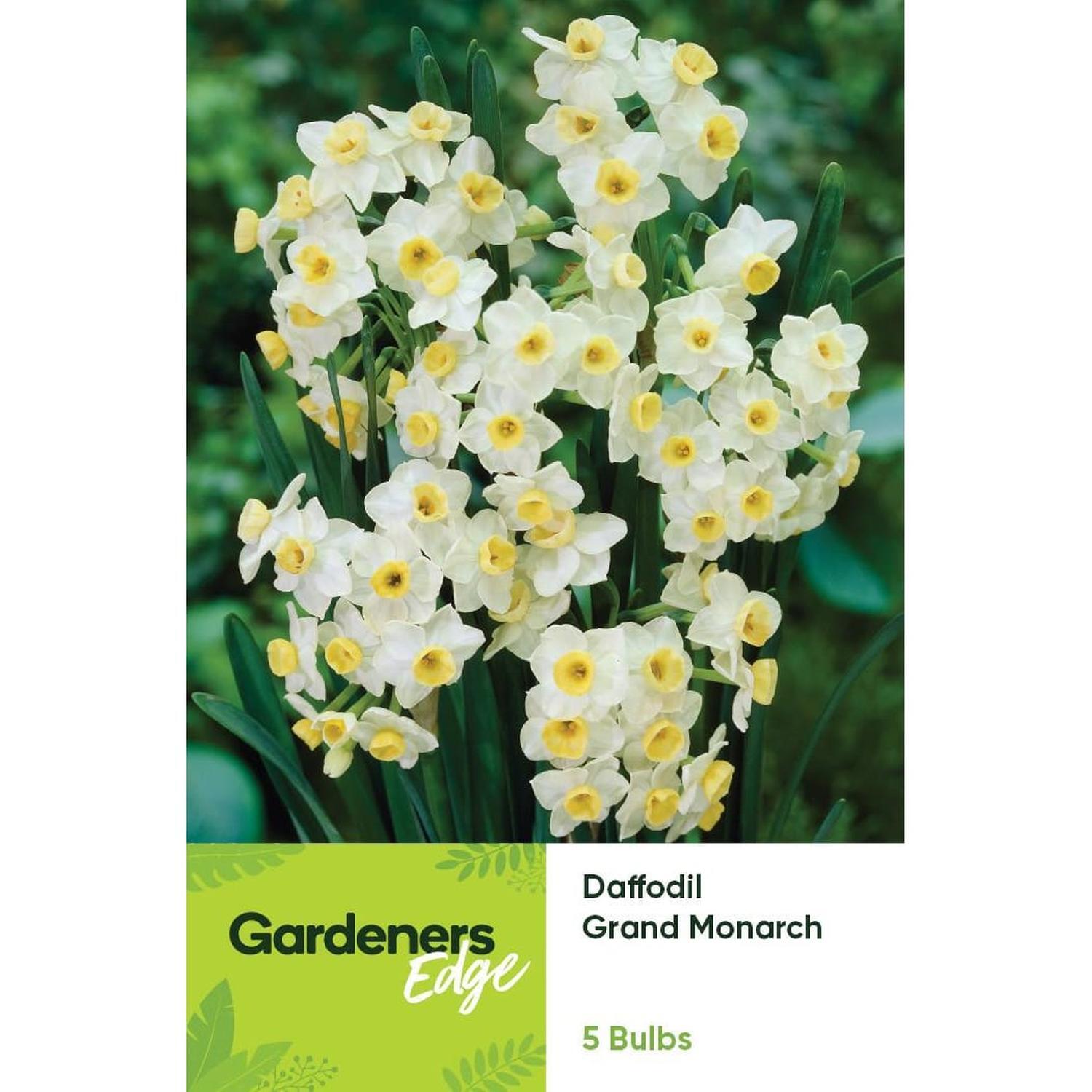 Daffodil Grand Monarch