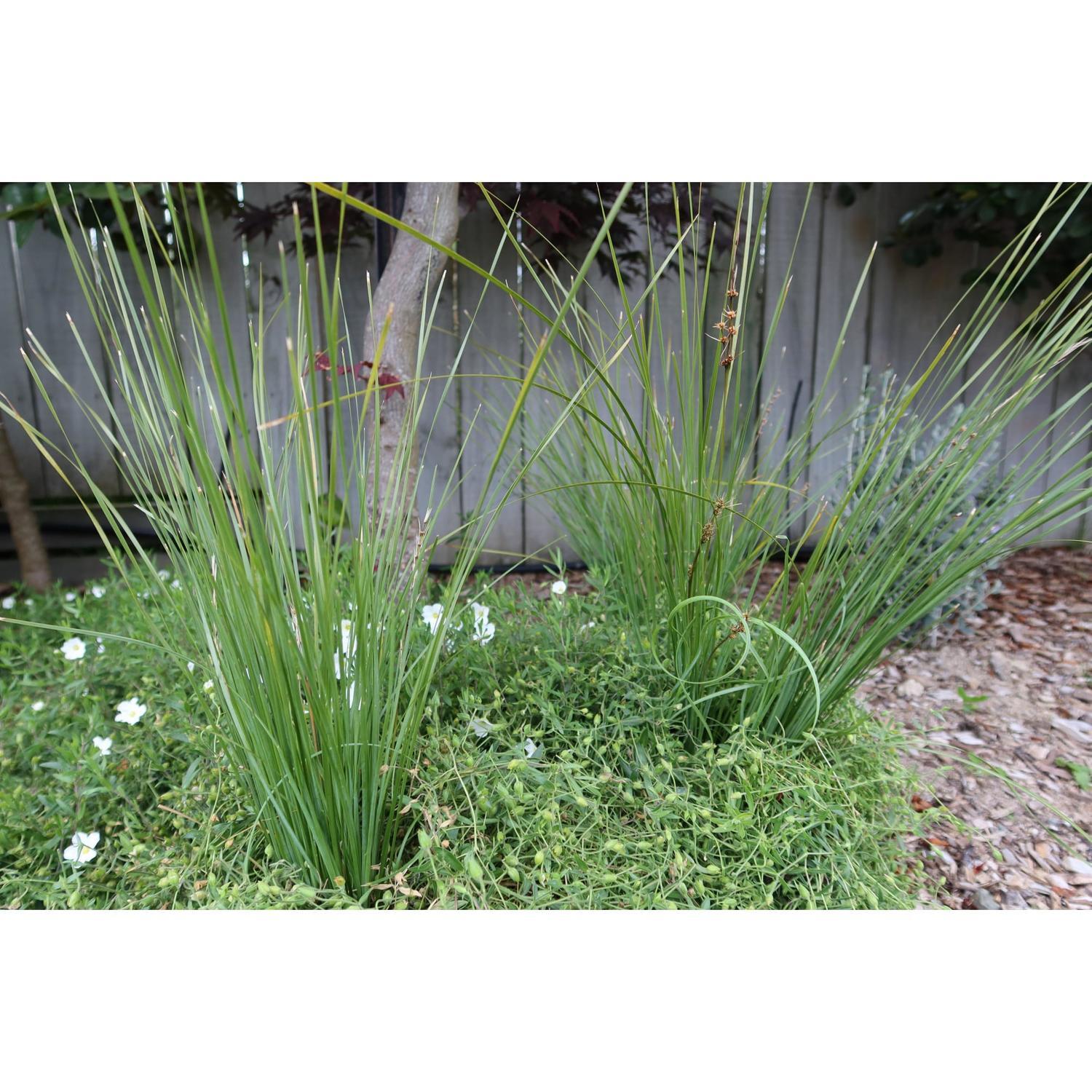 Lomandra Frosty Tops