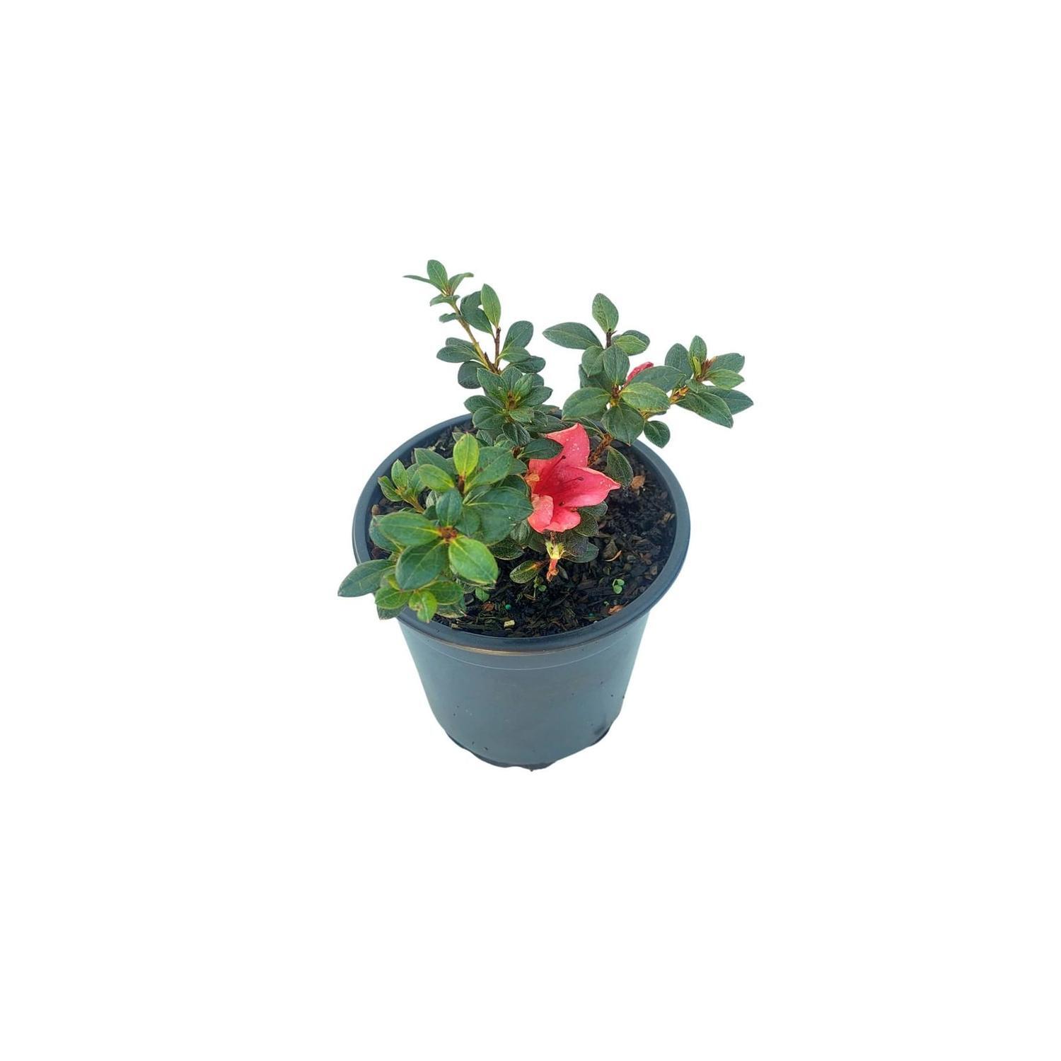 Azalea 'miss kint red'