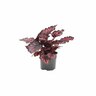 Begonia Rex Little Devils