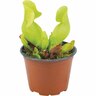 Pitcher Plant Purple