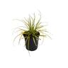 Carex Everillo