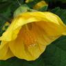 Abutilon Yellow 2.5 litre