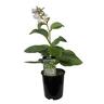 Hosta Bressingham Blue