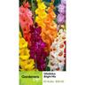 Gladioli Bright Mix Pack 20