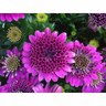 Osteospermum 3d Double Purple Explosion