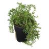 Rosemary Lockwood de Forest
