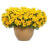 Bidens Goldilocks Rocks