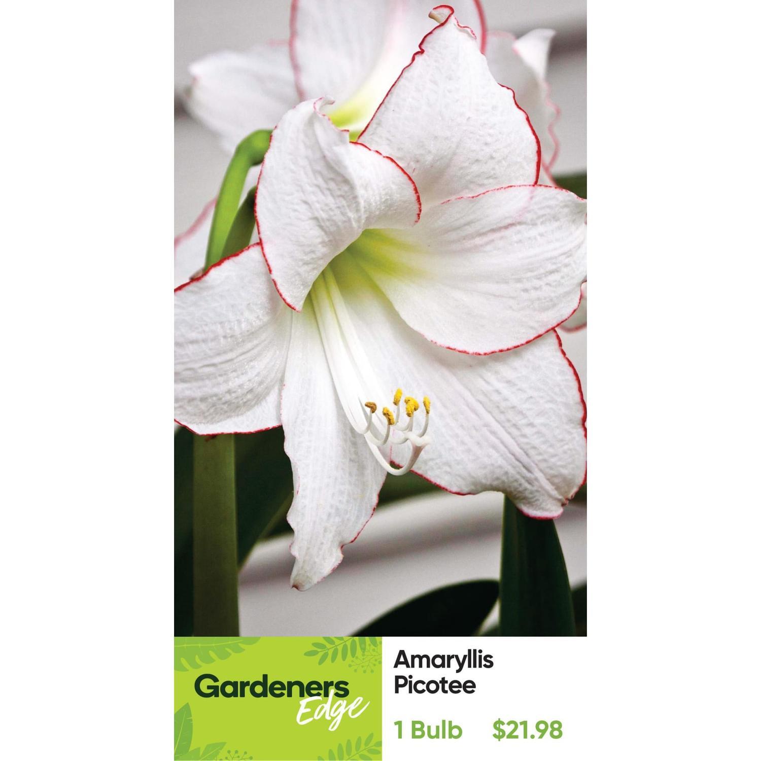 Amaryllis Hippeastrum Single 'Picotee'