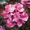Hydrangea Merveille Sanguine