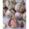 Russian Red  Garlic