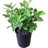 Pittosporum Pot Belly