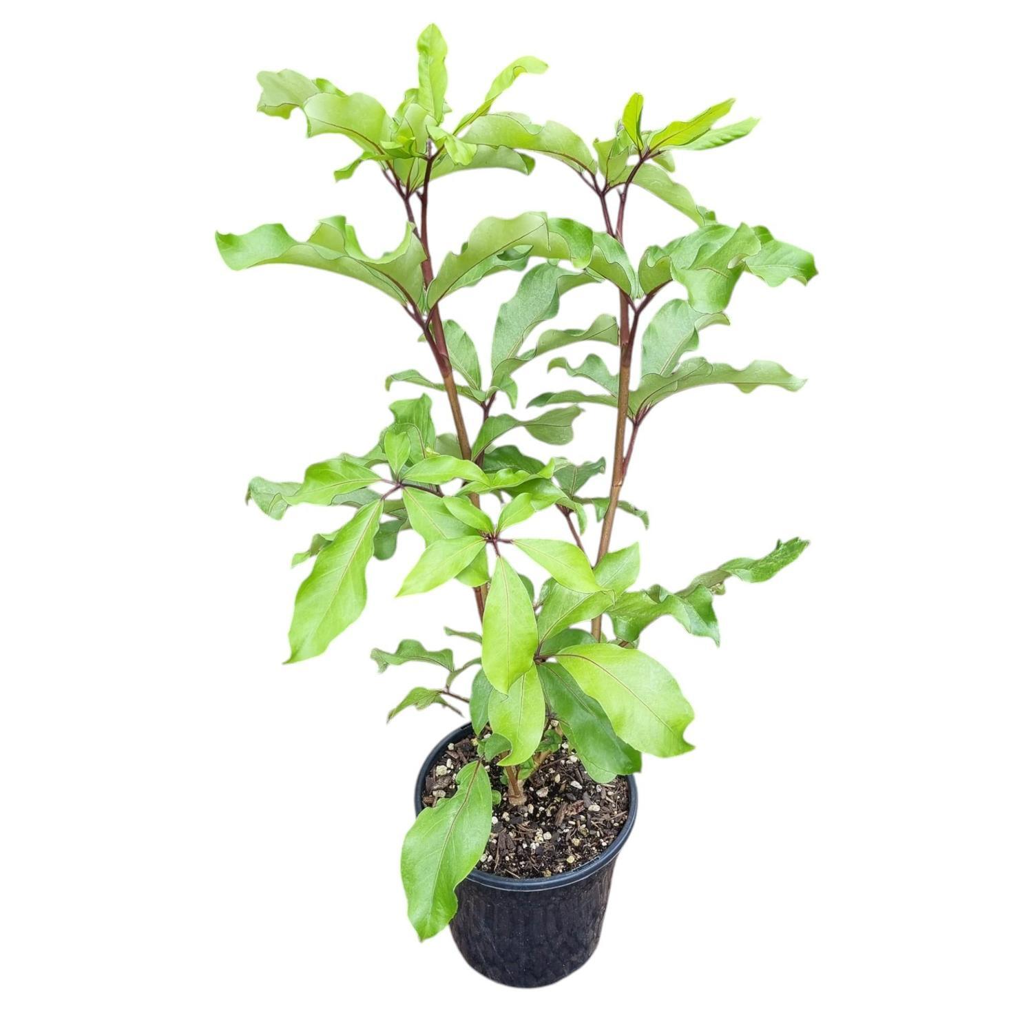 Pseudopanax Laetus 4L
