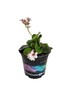 Bergenia Marshmallow